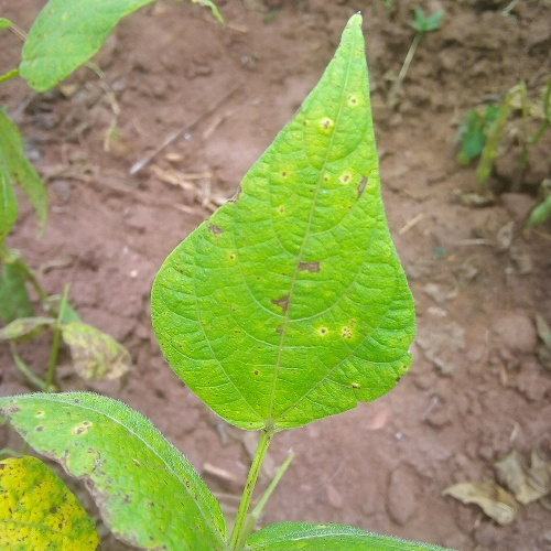 leaf1.png