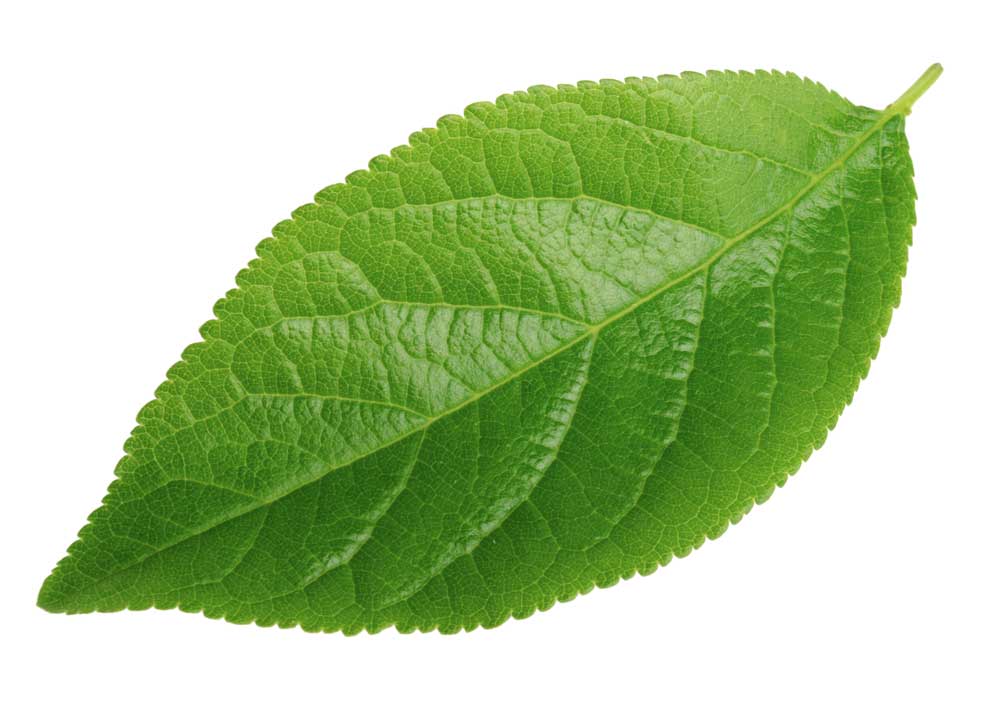 leaf3.jpg