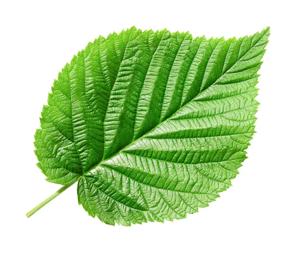 leaf4.jpg